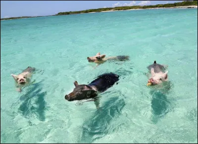 Où se trouve l'île aux Cochons ?