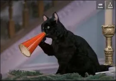 Comment s'appelle le chat ?