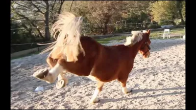 Le cheval que tu montes donne un coup de cul ou t'embarque, tu...