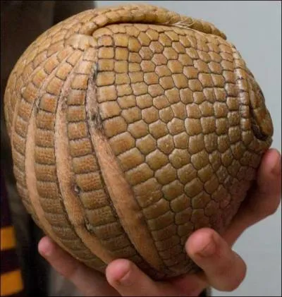 Et enfin : quel est cet animal ? ( Attention  ne pas le prendre pour un ballon ! )