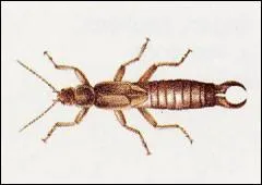 Connaissez-vous le nom de cet insecte ?