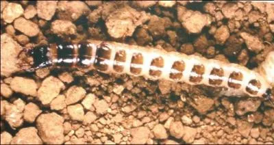 Encore un insecte : c'est un/une ...