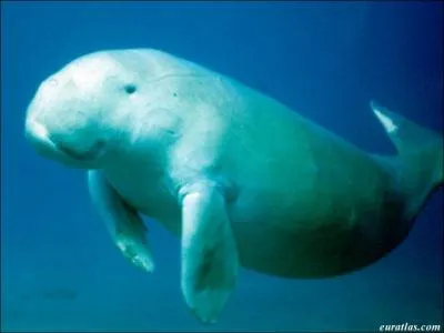 Avez vous dj eu la chance de rencontrer ce poisson ? Si oui, vous devez savoir ce que c'est !