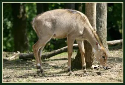 Mais, qu'est-ce donc ?