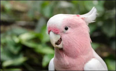 Lequel de ces mots ne désigne pas une espèce de perroquet ?