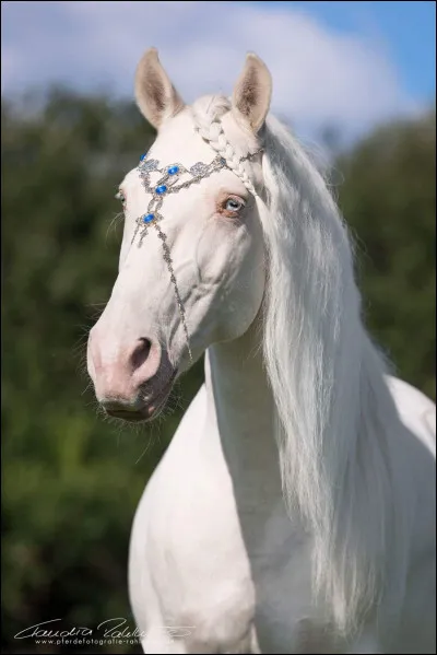 Quelqu'un te dit que le cheval de l'image ci-dessus est albinos, tu...