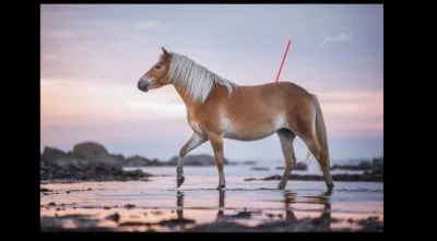 Bon, testons un peu tes connaissances théoriques, maintenant. Comment nomme-t-on cette partie de l'anatomie externe du cheval ?