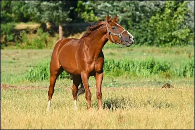 L'alezan est une robe assez fréquente. Elle va du roux au marron plus ou moins foncé. La peau de l'animal est noire, les crins sont de la même couleur que la robe ou plus foncés, mais jamais plus clairs que le corps. On compte en tout, 7 nuances différentes de cette robe. Par exemple, il y a l'alezan brûlé, l'alezan crin lavé et l'alezan sauvage (aussi connu en tant que red dun).