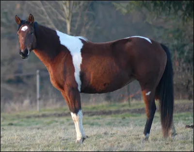 Encore que 5 questions théoriques, puis le test est fini. Quelle est cette robe selon toi ?