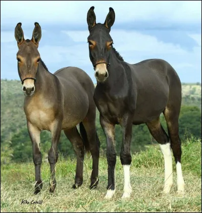 Qu'est-ce qu'un mulet, ou une mule selon toi ?