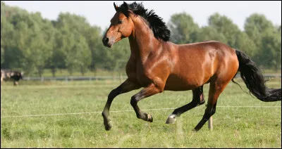 Le mécanisme du galop à droite :