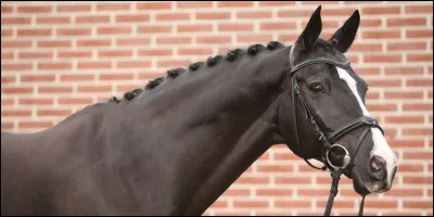 Tu as la chance de monter Fiasco, l'étalon de l'écurie. C'est un magnifique KWPN noir scintillant avec des balzanes et une liste. Que réponds-tu ?