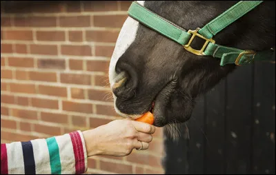T'assures-tu d'avoir une gâterie à donner à ton poney après la reprise ?