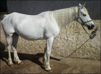 Quelqu'un te dit que le cheval de l'image ci-dessus est blanc, tu...