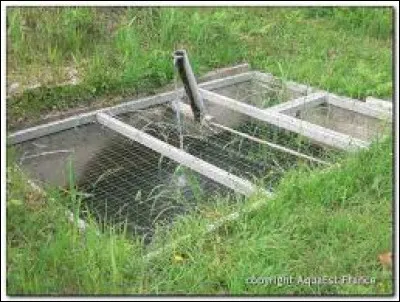 L'astaciculture est l'élevage des :