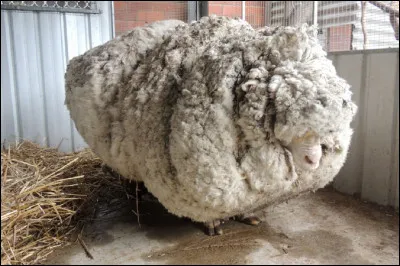 Le mérinos est une race de moutons originaire de quel pays ?