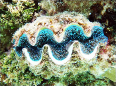 Quel est ce mollusque bivalve, un des plus grands coquillages du monde qui vit dans les eaux tropicales ?