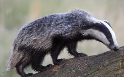 Quel est ce mammifère carnivore au corps massif, court sur pattes avec des bandes longitudinales noires sur le museau ?