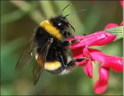 Quel est cet insecte trapu et velu qui se nourrit du nectar des fleurs et contribue à la pollinisation de la flore ?