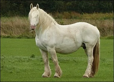 Quel est ce pur-sang des chevaux de trait, colosse de marbre blanc originaire du nord de la France ?