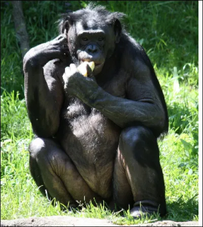Quel est ce primate proche du chimpanzé avec une face enfoncée et de long poils qui vit en groupes au sein desquels la sexualité sert de gouvernance ?