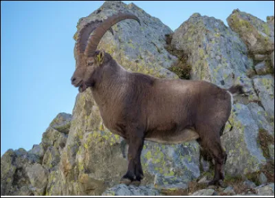 Quel est ce mammifère sauvage de la famille des bovidés à longues cornes qui vit dans l'arc alpin entre 500 et 3 000 mètres d'altitude ?