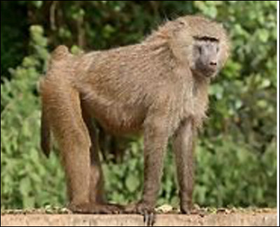 Quel est ce singe africain, gros animal à museau nu et très allongé ?