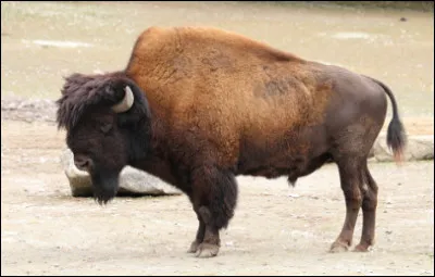 Quel est ce gros bovidé avec une tête et un train avant énorme qui a des cornes courtes et incurvée ?