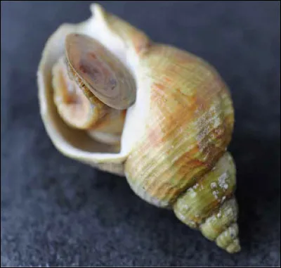 Quel est ce mollusque gastéropode marin très apprécié pour ses qualités gustatives ?