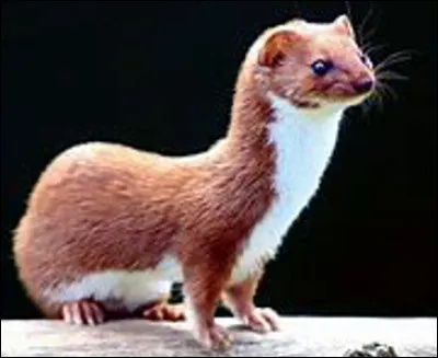 Quel est ce petit mammifère au corps fin, à courtes pattes et au pelage brun et blanc qui vit dans les prairies et les bois ?