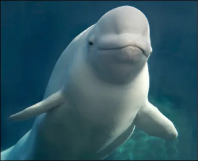 Quel est ce cétacé entièrement blanc sans aileron dorsal qui se déplace lentement en groupe dans l'océan arctique ?