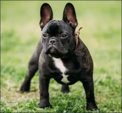 Quel est ce chien de race française au corps trapu, au crâne brachycéphale, aux babines pendantes et court sur pattes ?