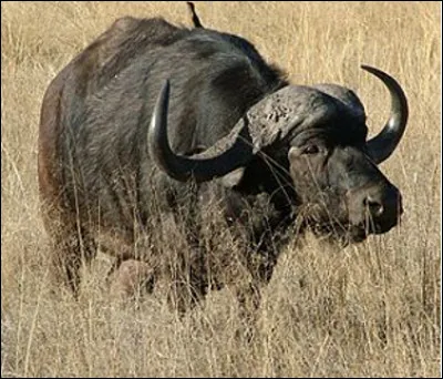 Quel est ce bovidé aux cornes redoutables des savanes africaines qui fait partie des "big five", un des cinq mammifères les plus dangereux servant de chasse aux trophées ?