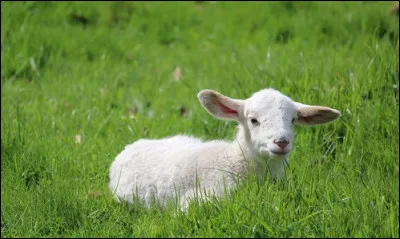 Combien d'animaux un Français mange-t-il par an ?