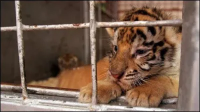 À combien est estimé le nombre d'animaux parcourant le territoire français emprisonnés dans les cirques par an ?