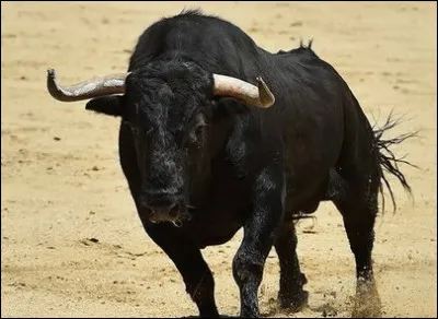Quel est le nombre de taureaux massacrés dans les corridas par an ? (toujours en France)