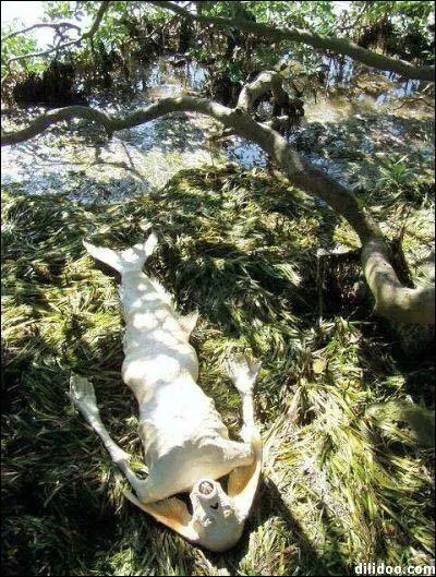 Naufrage de d'une sirne ?