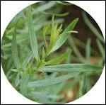 Quelle est cette herbe aromatique ?