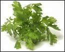 Quelle est cette herbe aromatique ?