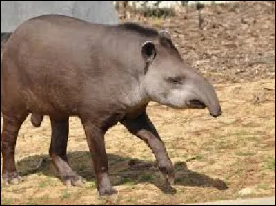 Quel est cet animal, qui est aussi l'emblème de Belize ?