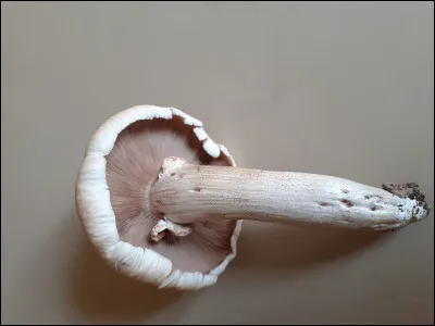 Il pousse en touffe :