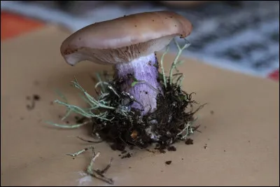 On le trouve dans les prairies et lisi&egrave;res de for&ecirc;t :