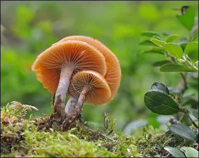 Ce champignon a une odeur de farine :