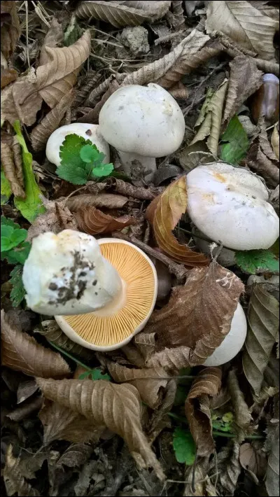 Quel est ce champignon &agrave; spor&eacute;e ros&acirc;tre ?