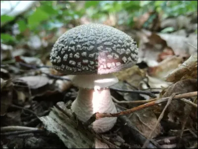 Sa marge est non stri&eacute;e :