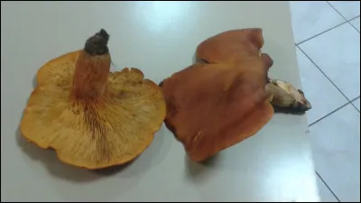 Pousse sur des souches parfois enterr&eacute;es :