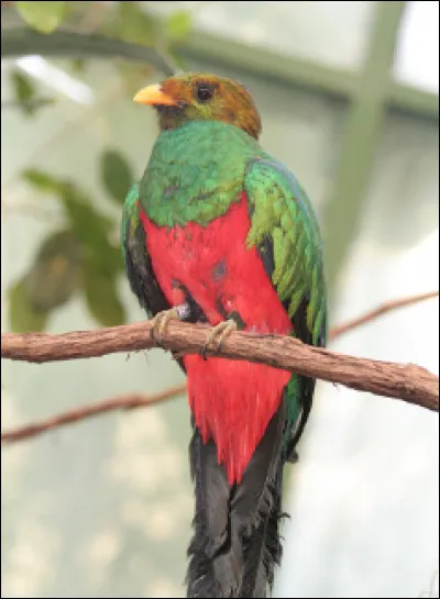 Quel est cet oiseau d'Amérique centrale, oiseau sacré pour les Mayas et les Aztèques dont le plumes sont très prisées ?