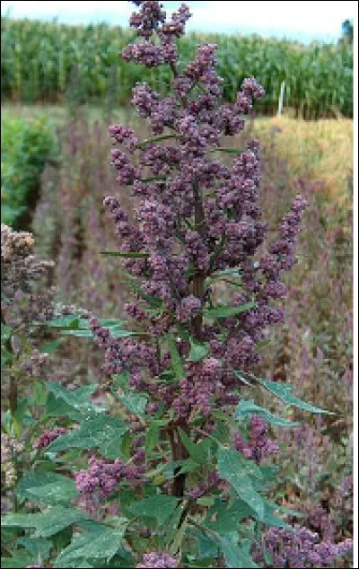 Quelle est cette plante herbacée cultivée depuis plus de 5 000 ans sur les hauts plateaux d'Amérique du Sud ?