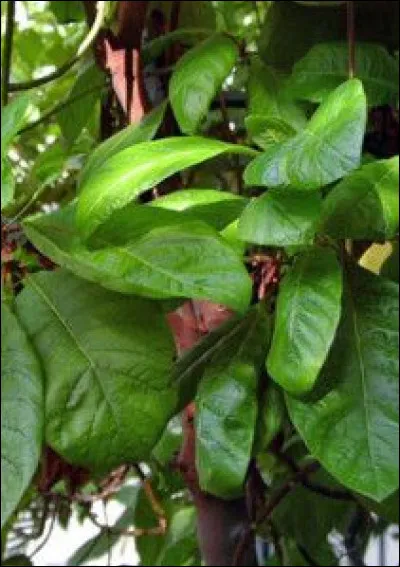 Quel est ce petit arbuste miraculeux aux vertus médicinales.On extrait aussi de son écorce la quinine ?