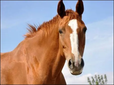 Comment s'appelle la longue tache blanche sur la tête des chevaux ?